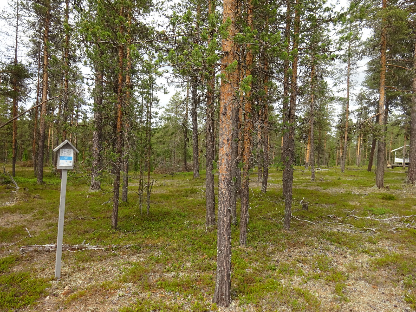 Rajatolppa avaralla mäntykankaalla. Takaoikealla pilkottaa rakennus puiden lomasta.