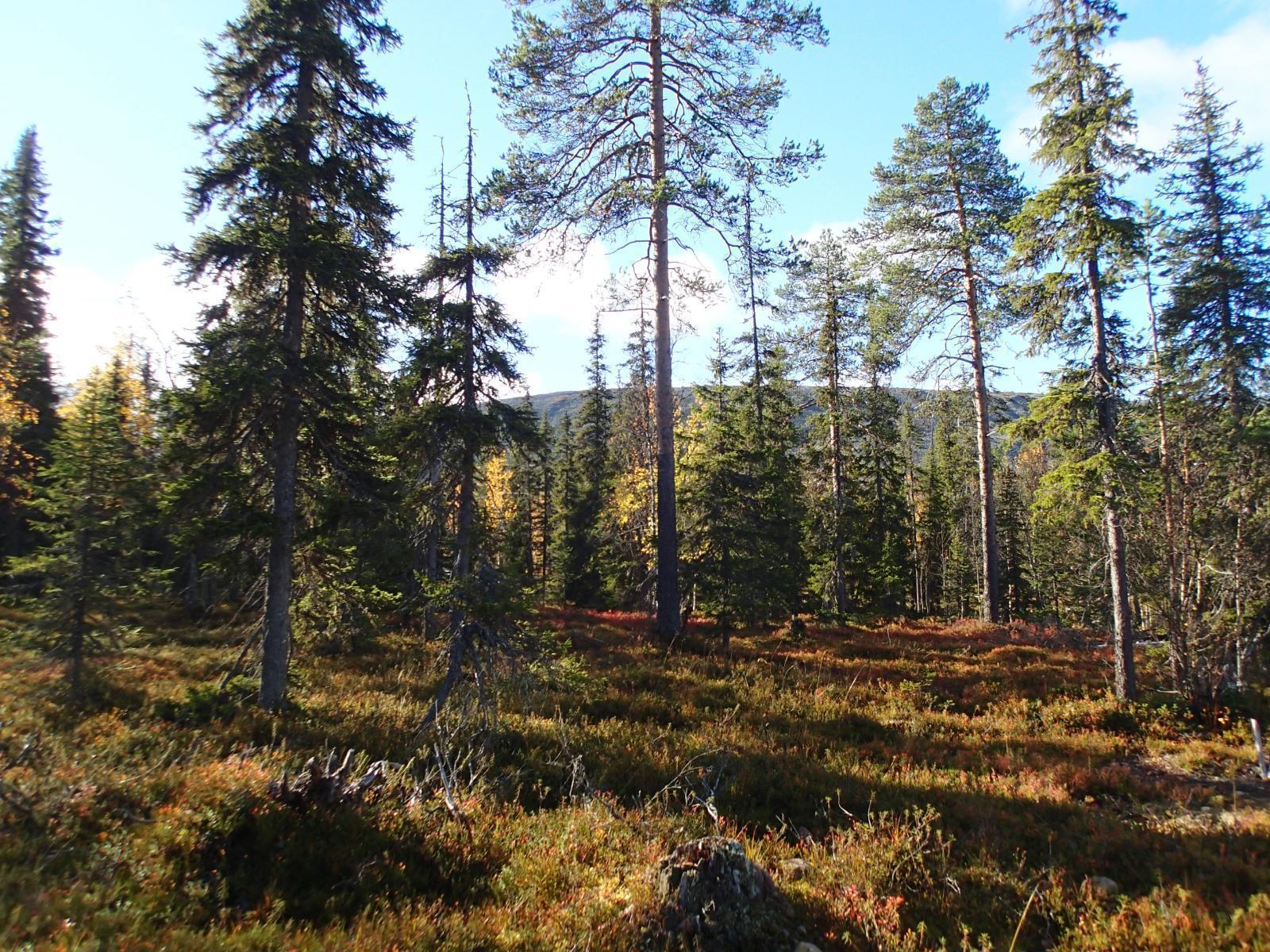 Kuusivaltaisen metsän takana kohoaa rakkakivinen tunturi. Aluskasvillisuus hohtaa ruskan väreissä.