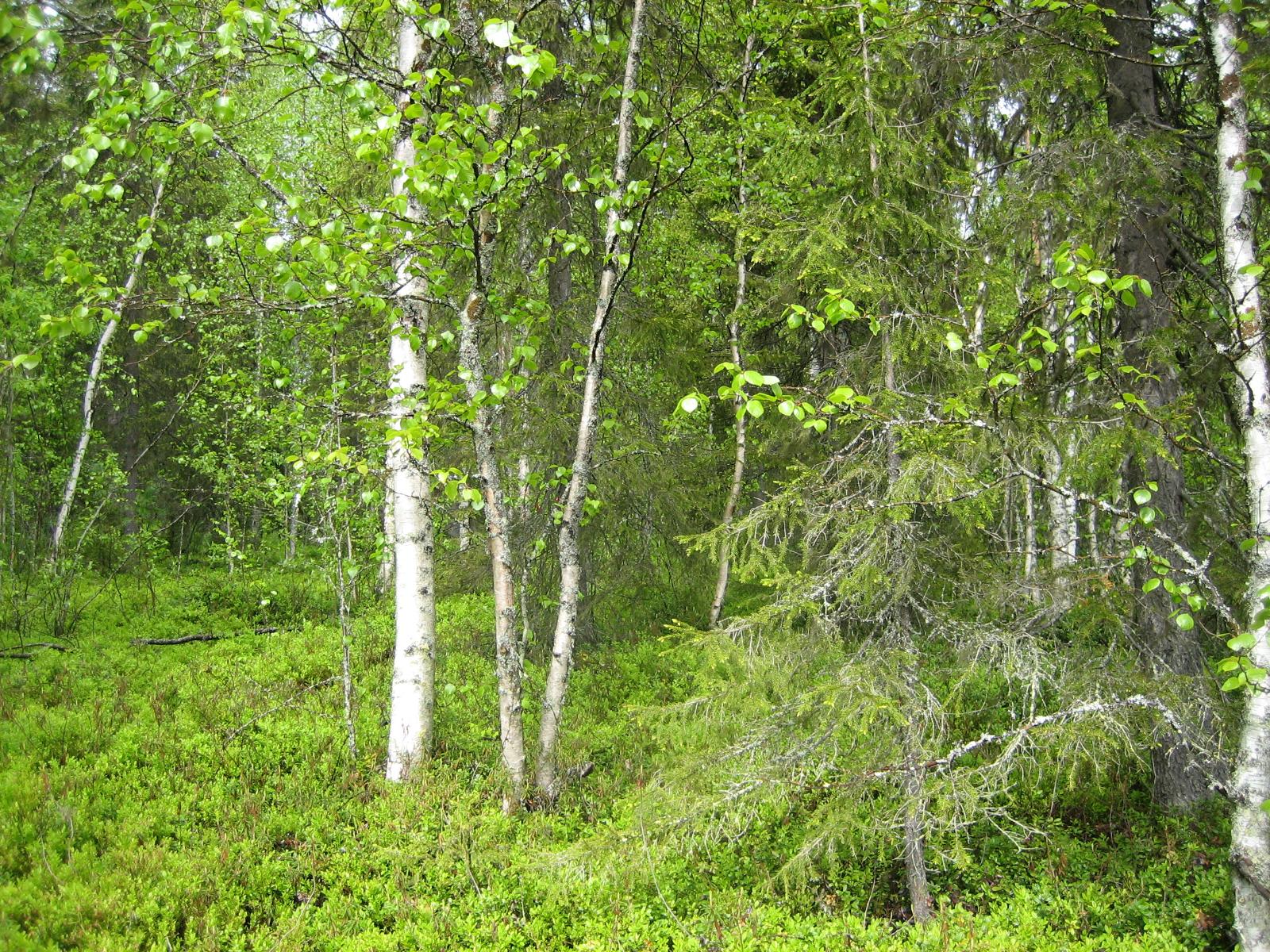 Kuusivaltaisessa metsässä kasvaa myös koivuja. Aluskasvillisuutena on mustikanvarpuja.