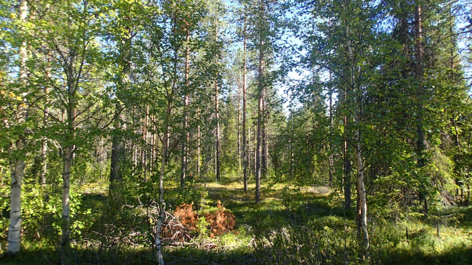 Aurinko paistaa sekametsään.