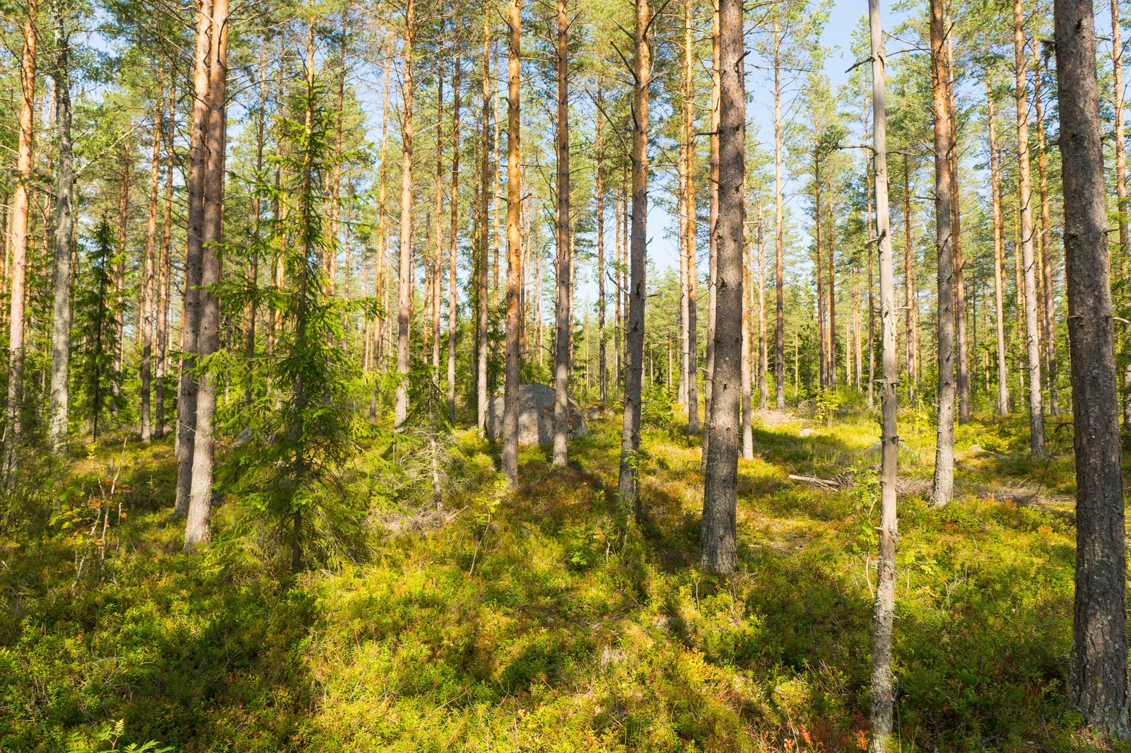 Kesäisen havumetsän keskellä on suurehko kivi.