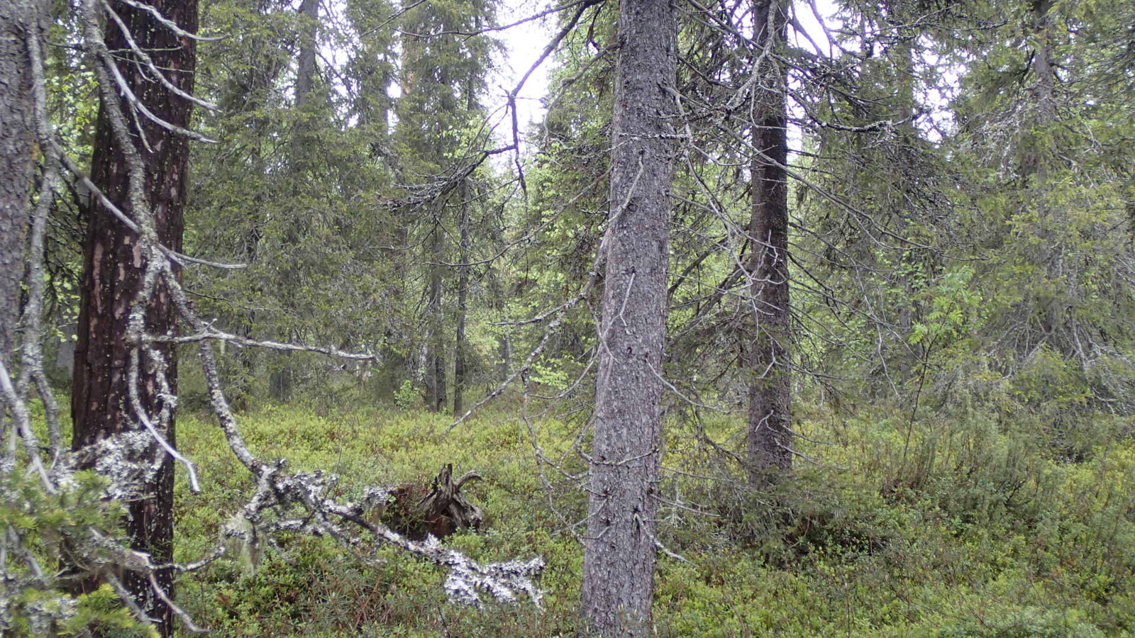 Kuusivaltaisessa metsässä kasvaa myös nuoria koivuja, pihlajia ja katajia. Maassa on kanto.