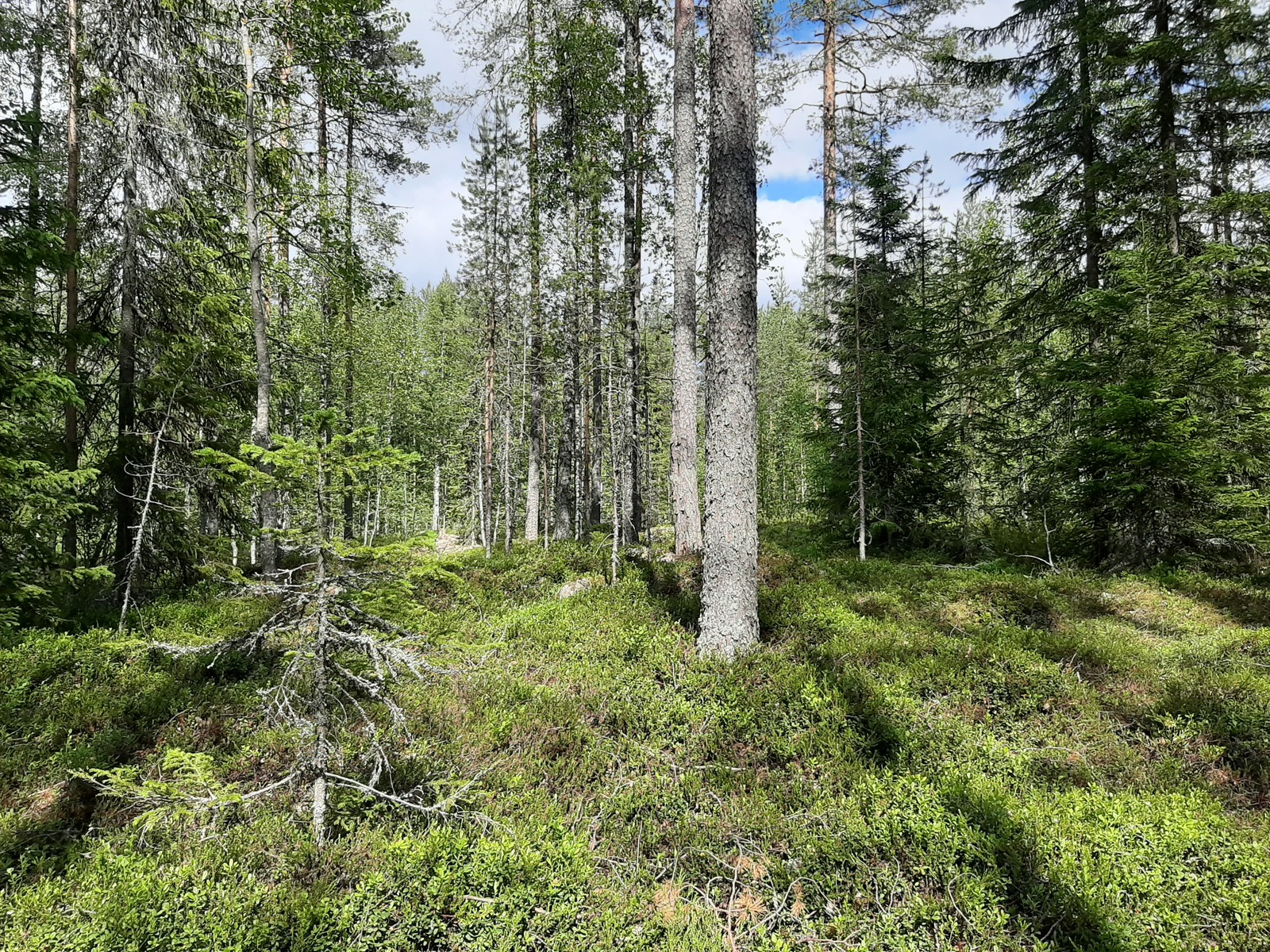 Aurinko paistaa havupuuvaltaiseen sekametsään.