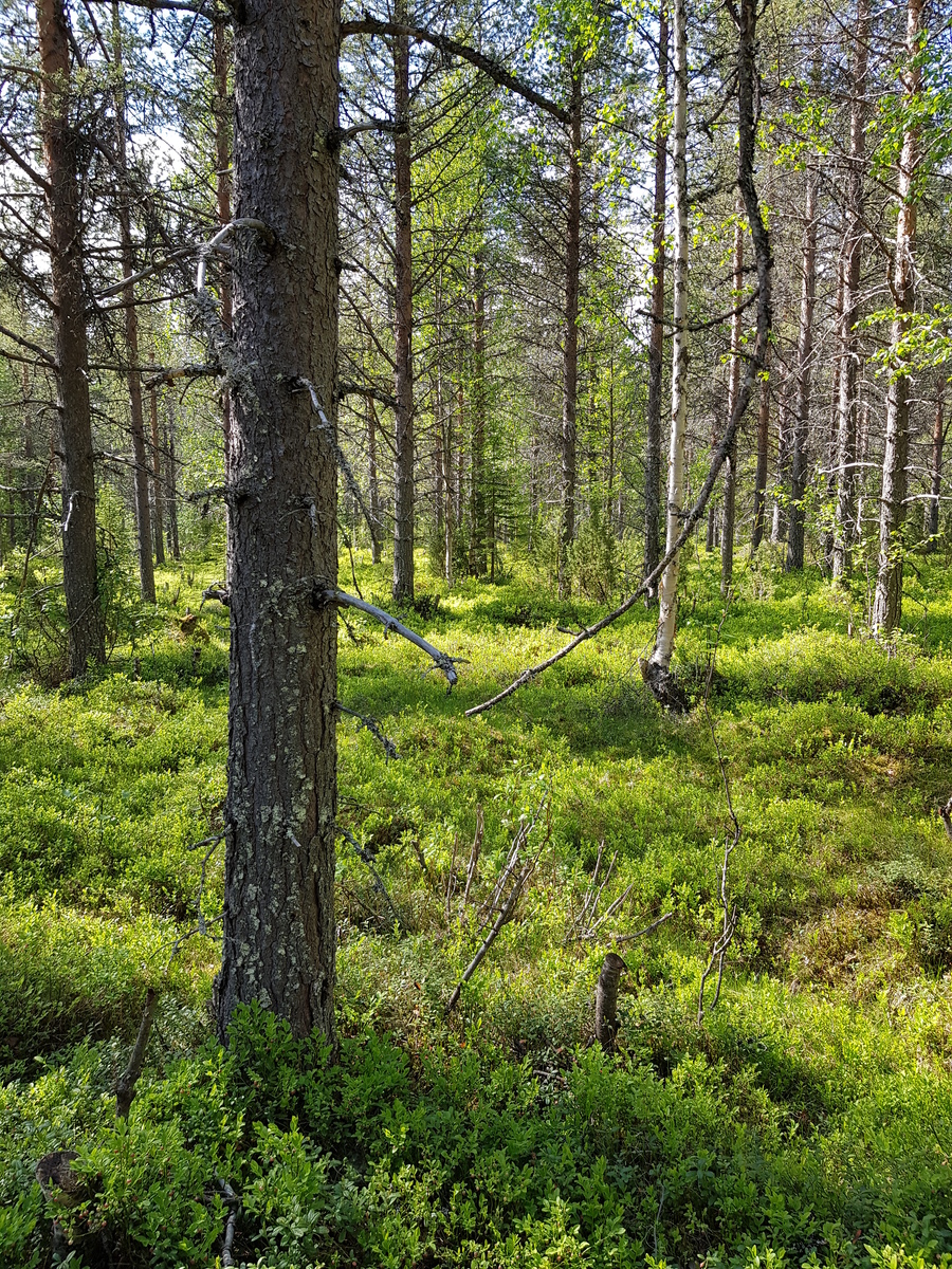 Aurinko paistaa mäntyvaltaiseen sekametsään, jonka aluskasvillisuutena on mustikkaa.