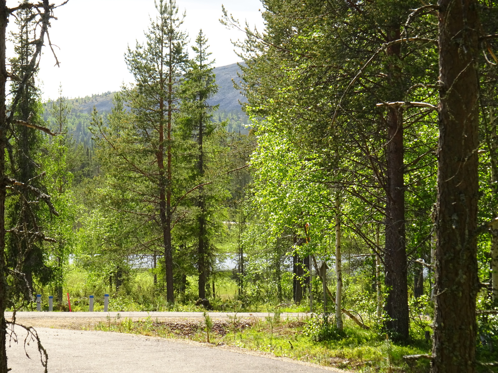 Tienhaaran molemmilla puolilla on metsää. Puiden takana häämöttää tunturi