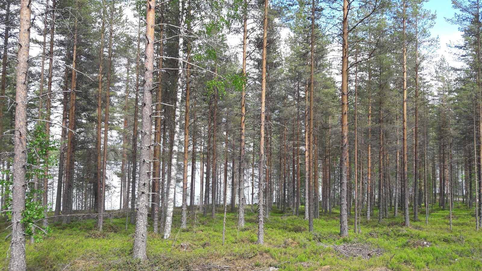 Mäntyvaltaisen metsän takana häämöttää järvi.