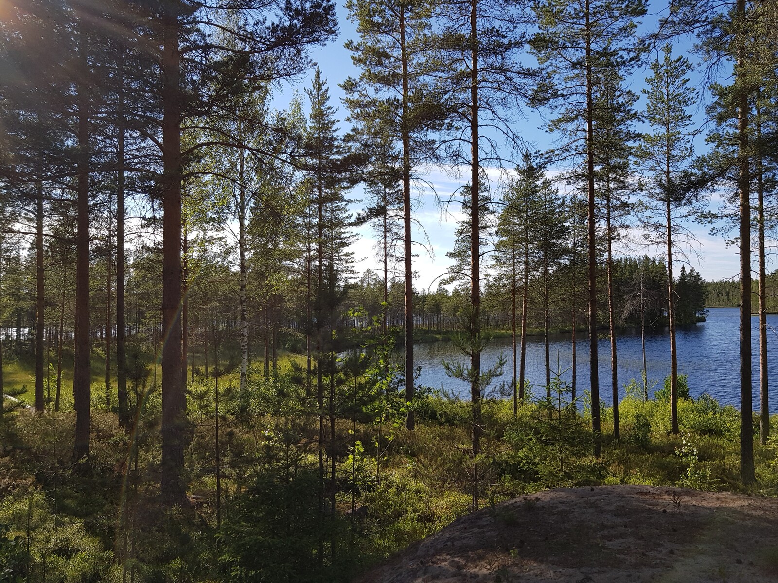 Aurinkoisen mäntymetsän takana avautuu kesäinen järvimaisema.