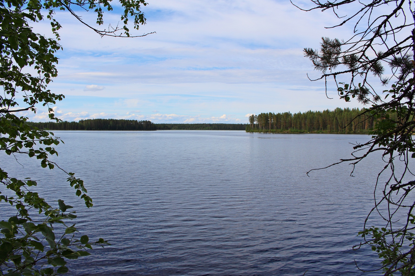 Puiden oksat reunustavat kesäistä järvimaisemaa.