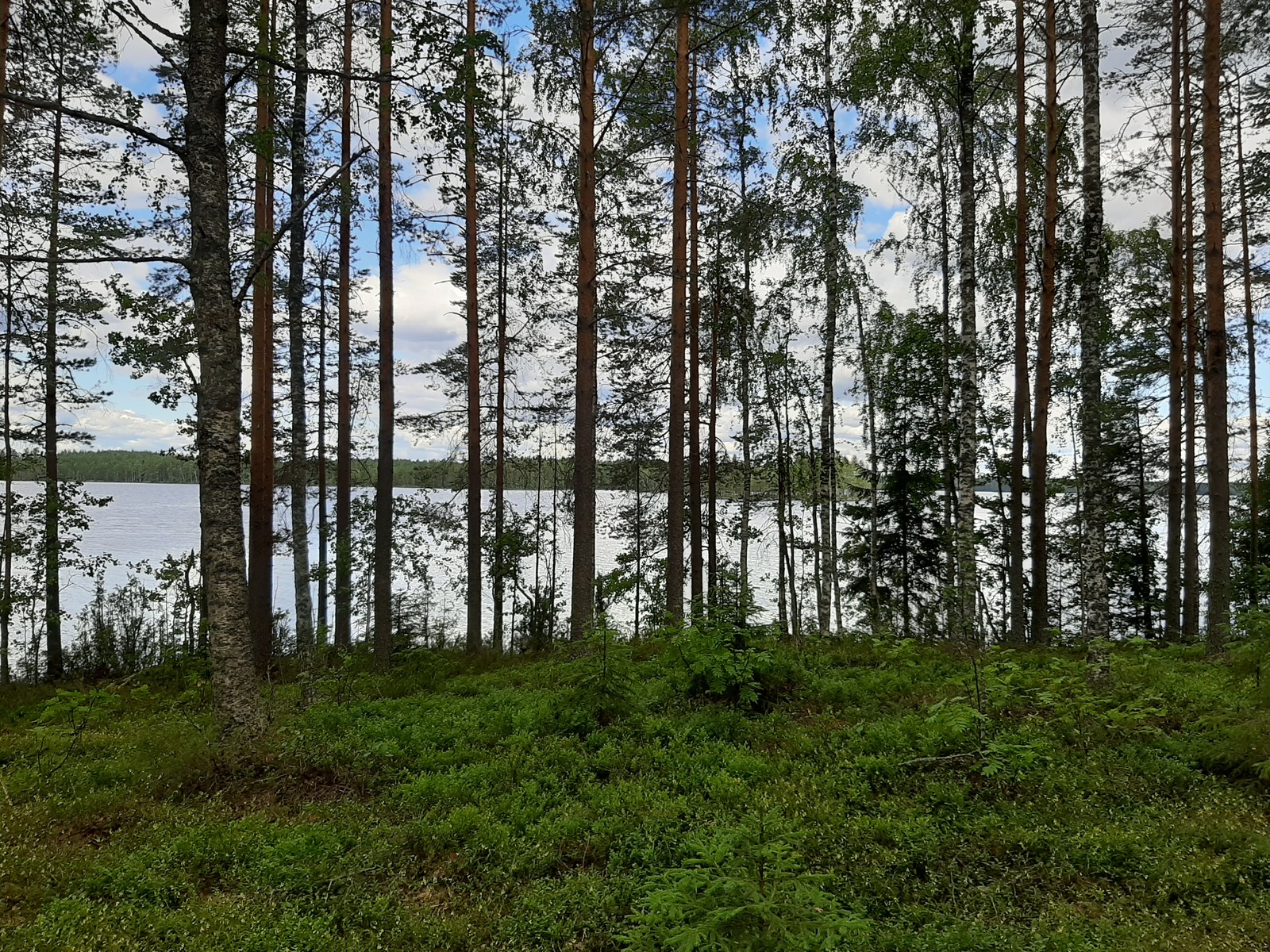 Rannassa kasvavien koivujen ja mäntyjen takana avautuu kesäinen järvimaisema.