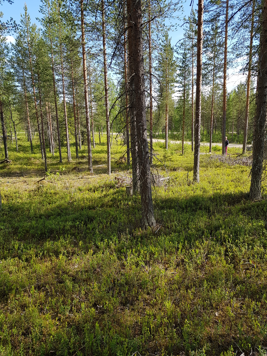 Avaran ja valoisan mäntymetsän takana kulkee tie, jonka reunalla seisoo ihminen.