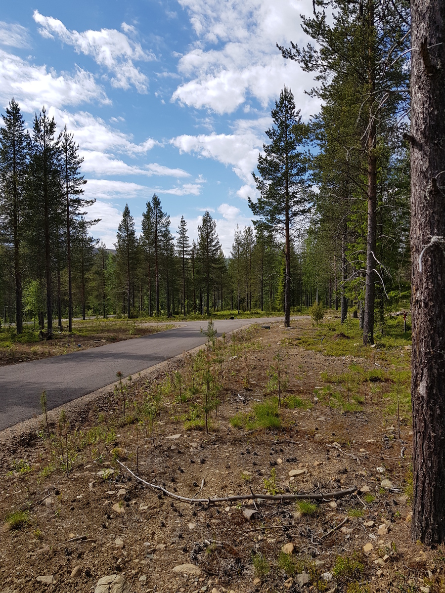 Puuton alue sekametsässä kulkevan tien varrella. Taivaalla on poutapilviä.