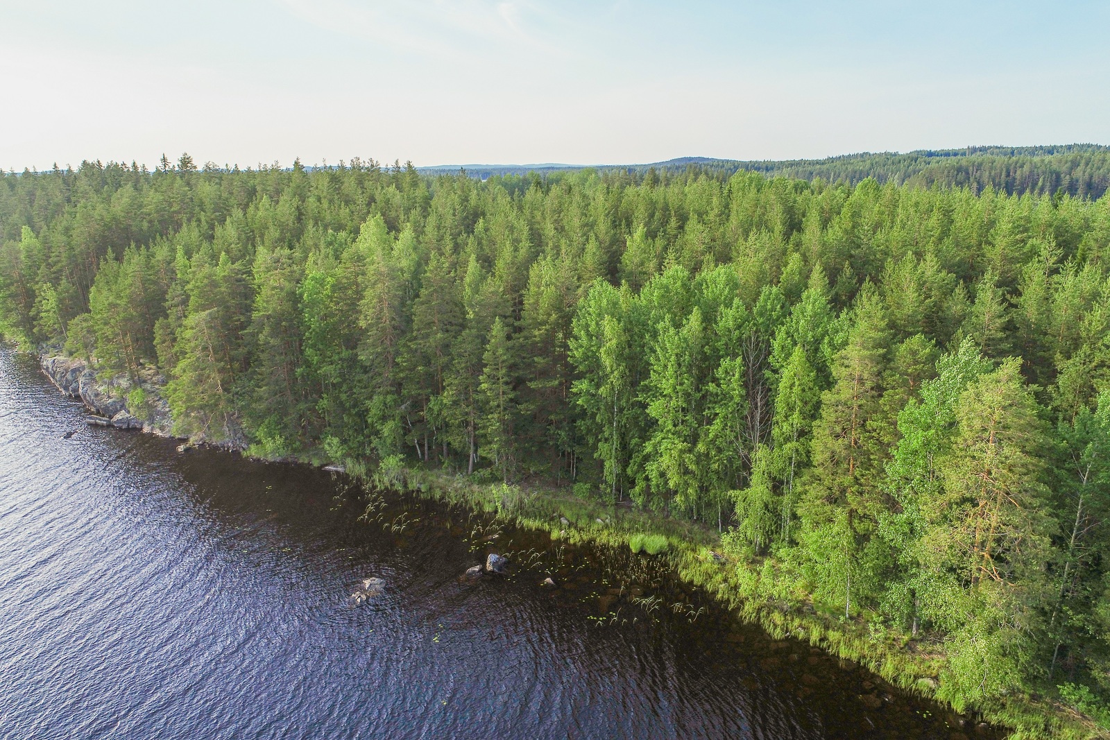 Järvimaisemassa saaren osin kallioisesta rantaviivasta alkaa kesäinen sekametsä. Ilmakuva.