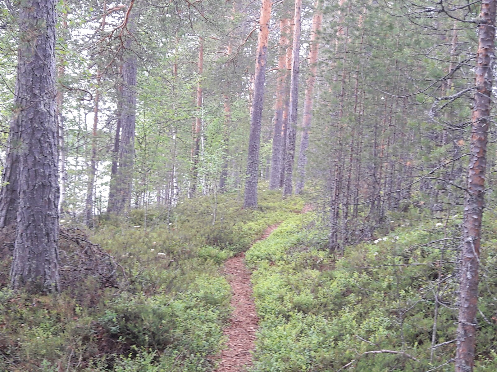 Lähellä rantaa kulkee mäntyjen reunustama polku.