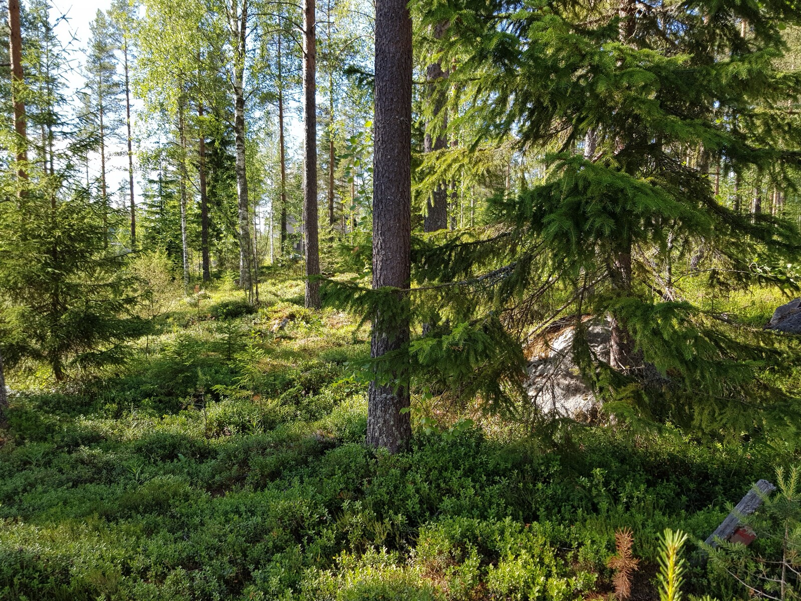 Aurinko paistaa havupuuvaltaiseen sekametsään. Kuusen alla on suurehko kivi.