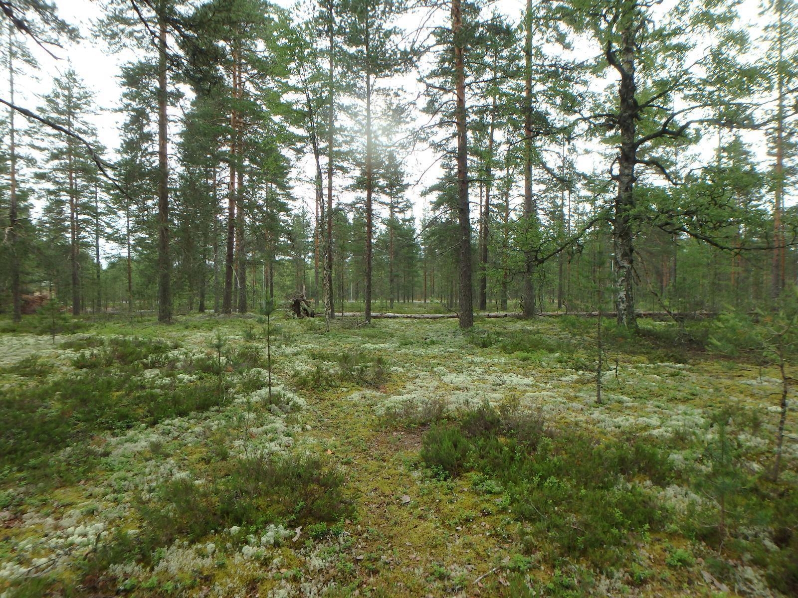 Mäntykankaan keskellä on kaatunut puu ja etualalla puuton alue.