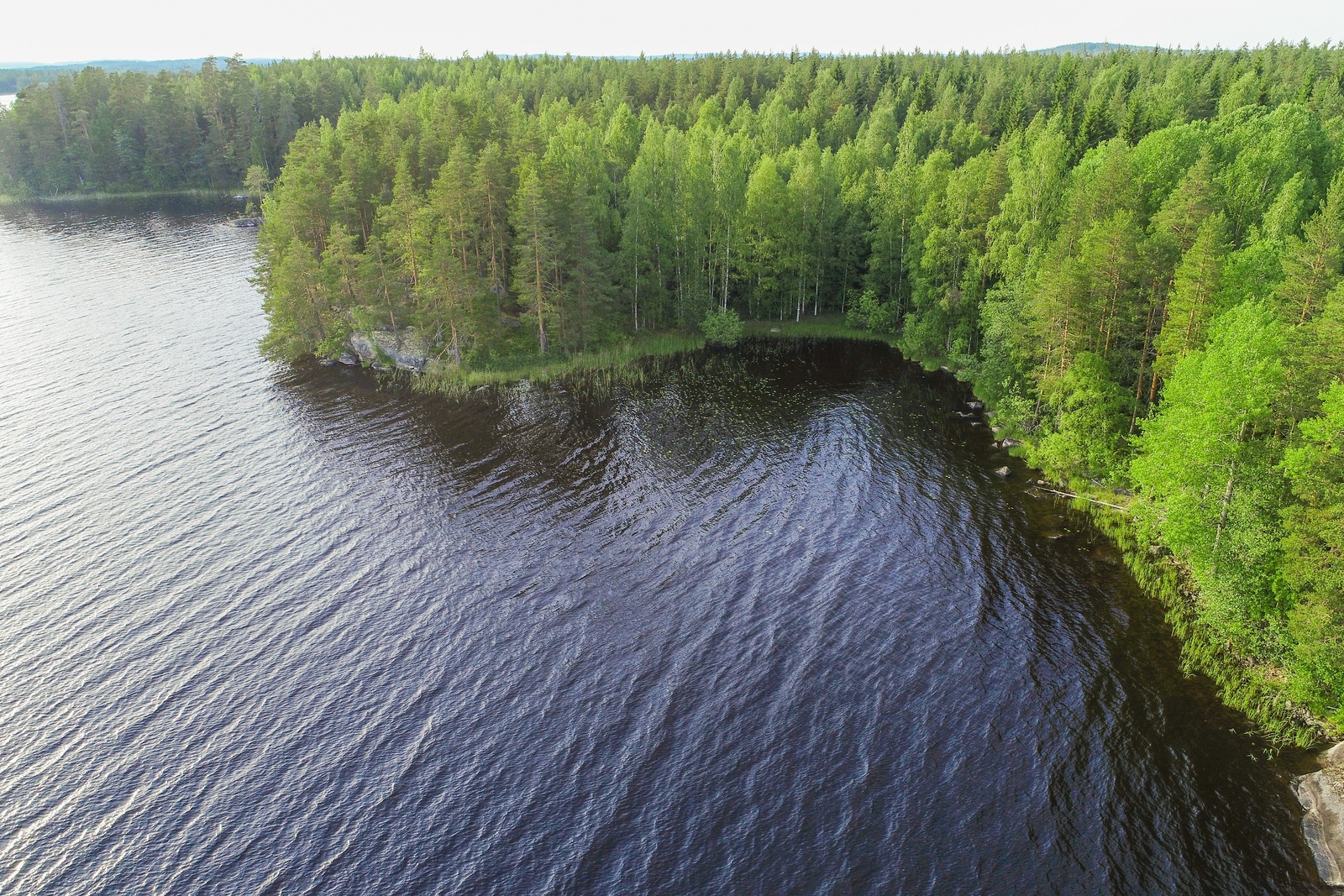 Kesäinen sekametsä kasvaa saaren mutkittelevassa rantaviivassa. Ilmakuva.