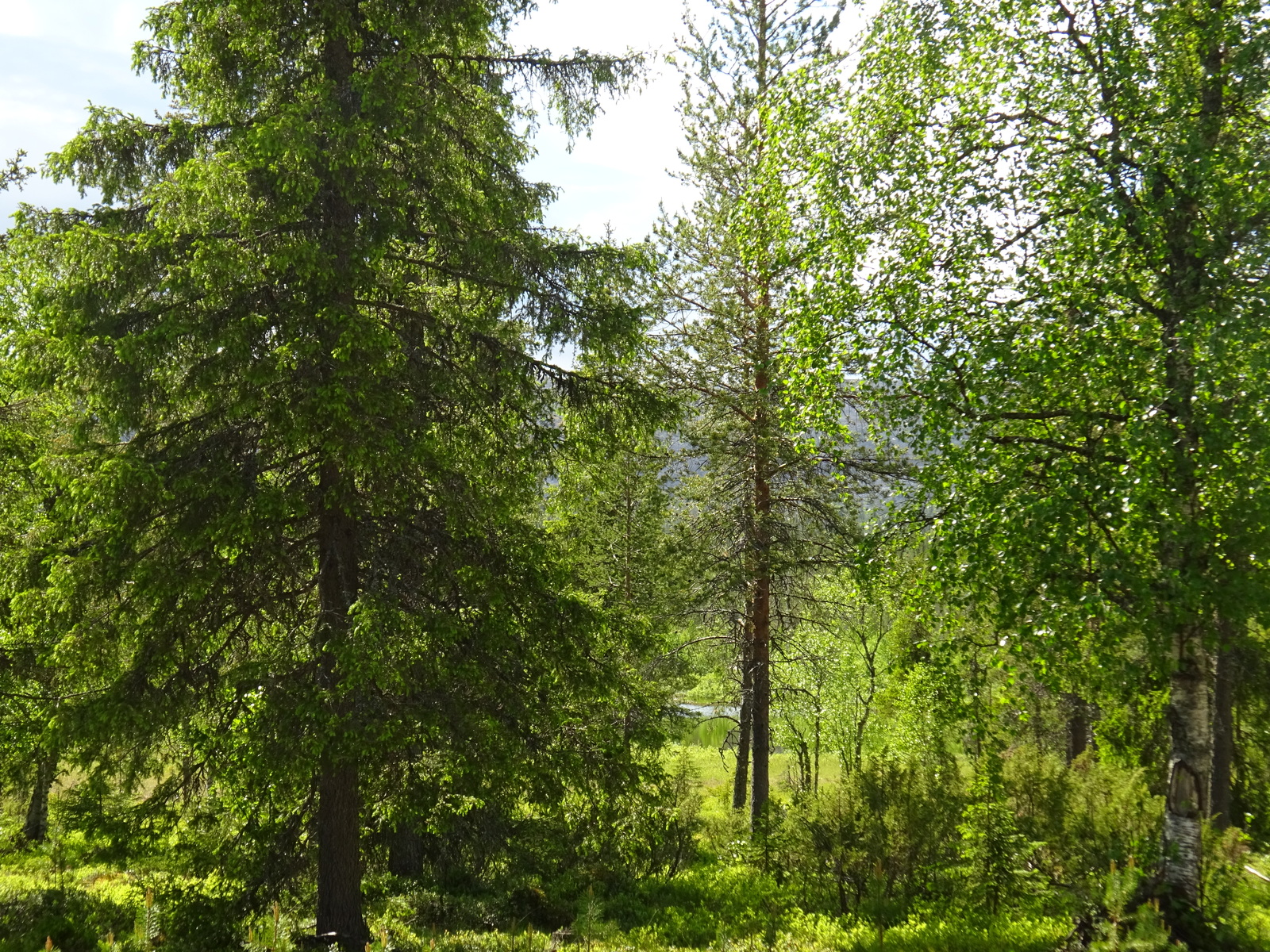 Kesämaisemassa kuusien, koivujen ja mäntyjen takana pilkottaa vesistö ja tunturi taustalla.