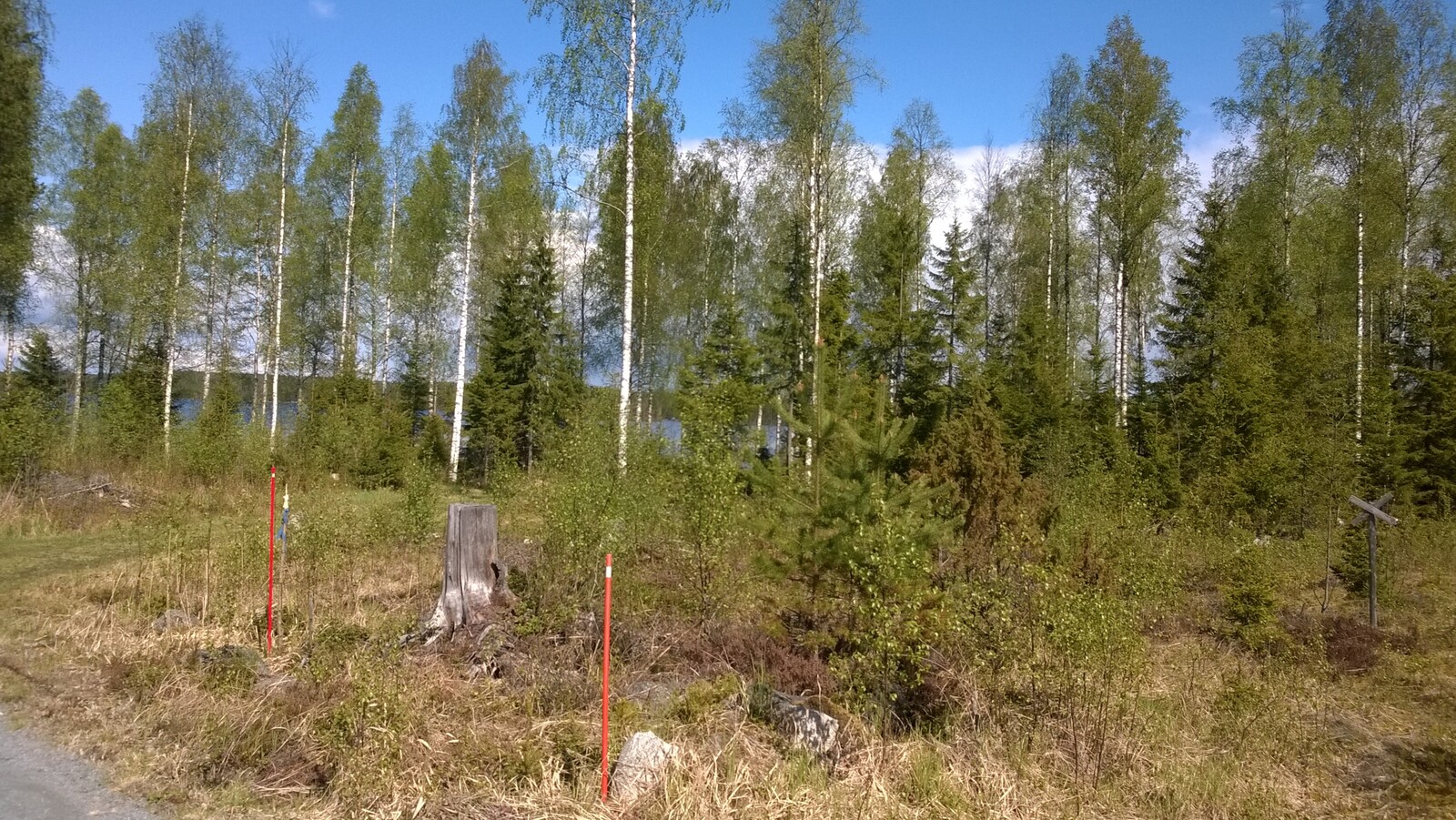 Aukon takana kasvavien kuusien ja koivujen takana häämöttää järvi.