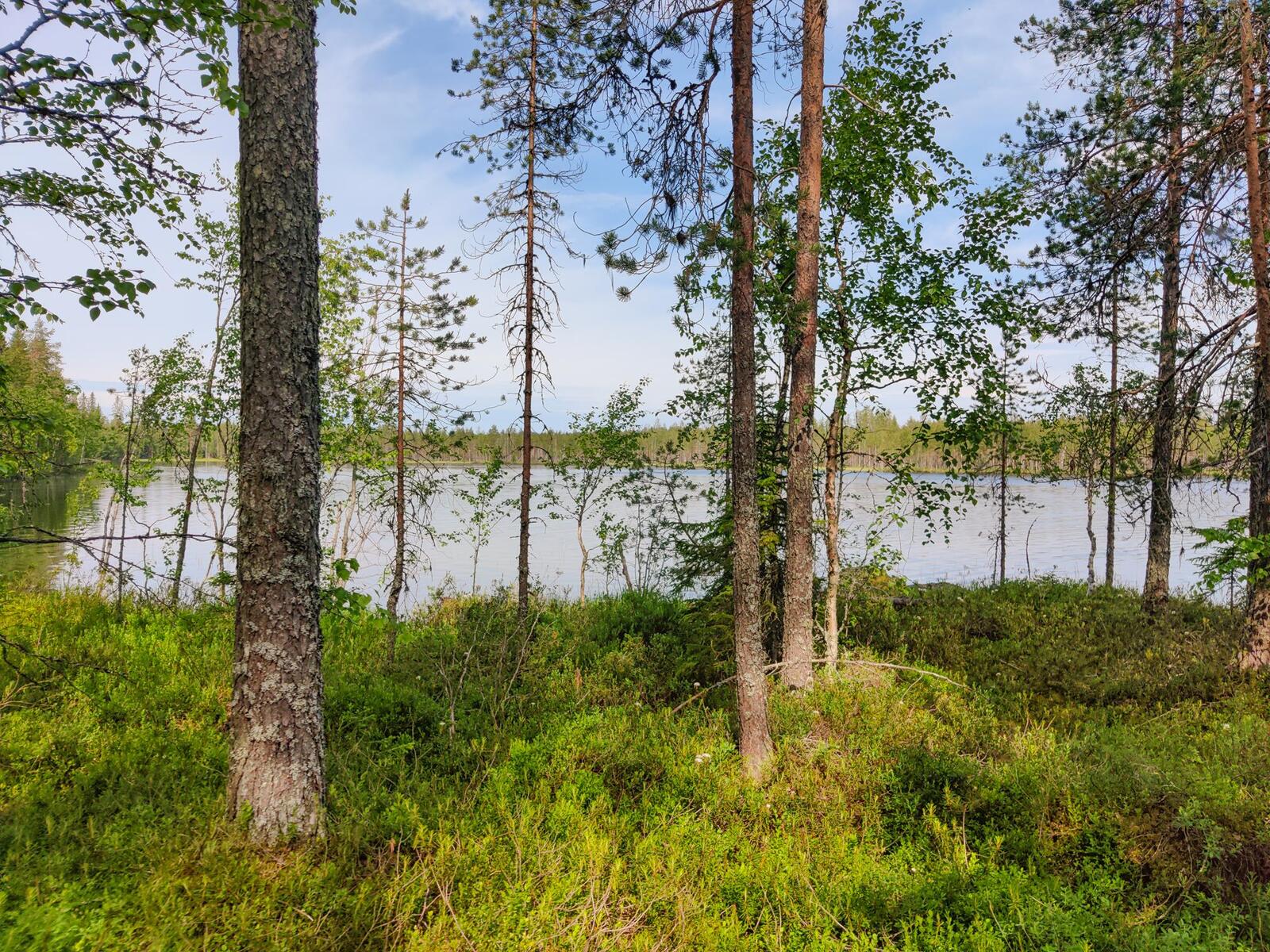 Rannalla kasvavien mäntyjen ja koivujen takana avautuu järvimaisema.