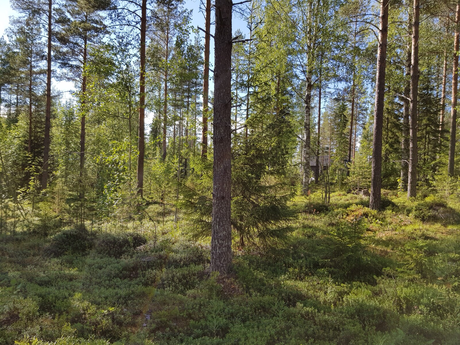 Kesäisen sekametsän puiden välistä pilkottaa rakennus.