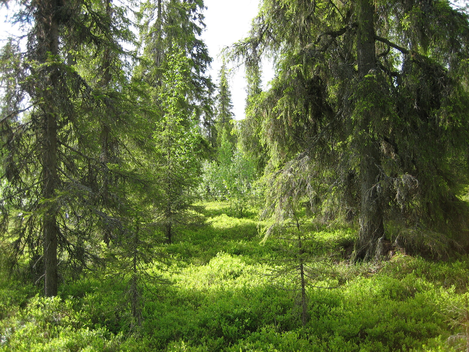 Aurinko paistaa vehreään kuusivaltaiseen sekametsään.