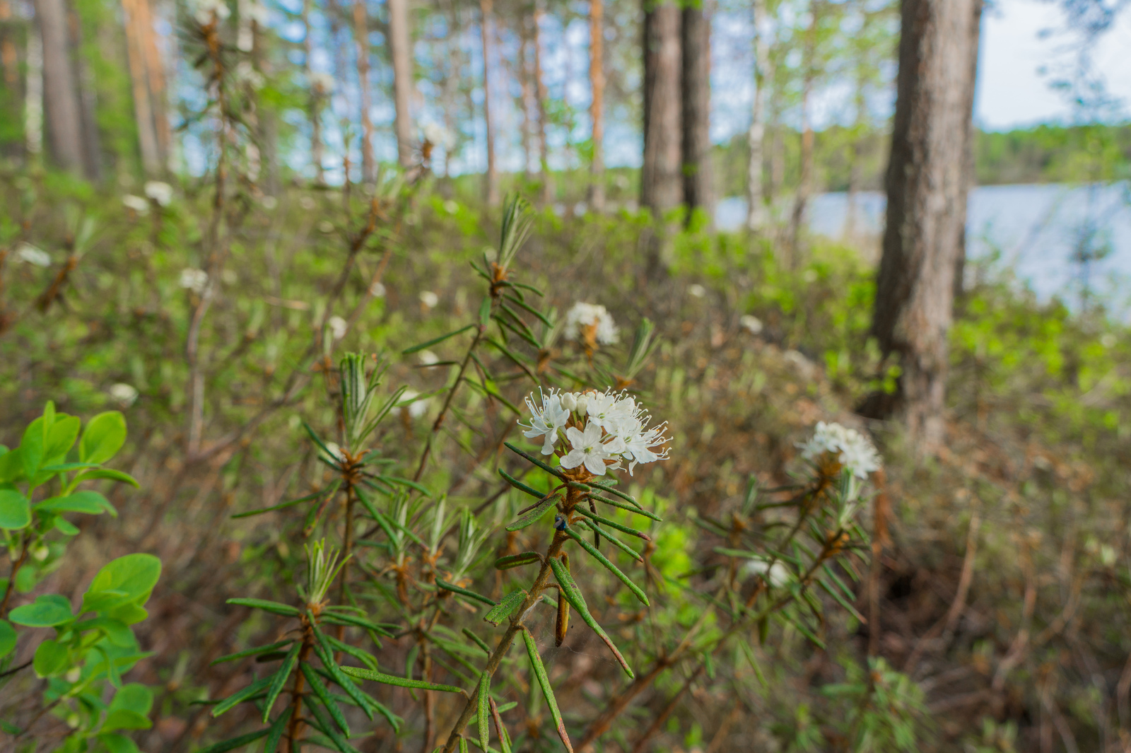 Suopursut kukkivat järven rannan tuntumassa kasvavien mäntyjen joukossa.