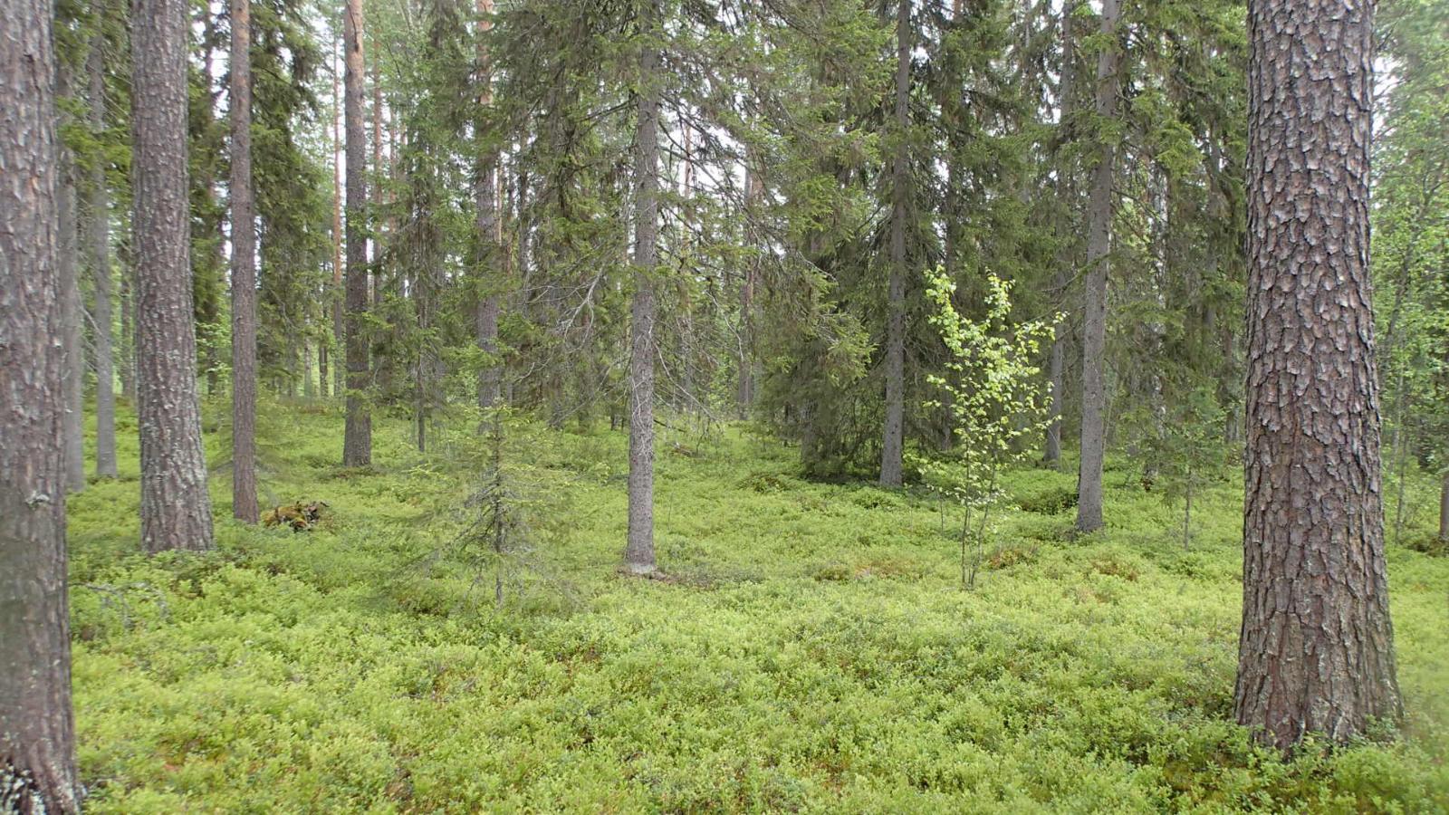Kuusivaltaisessa metsässä kasvaa myös nuoria koivuja. Aluskasvillisuutena on mustikanvarpuja.