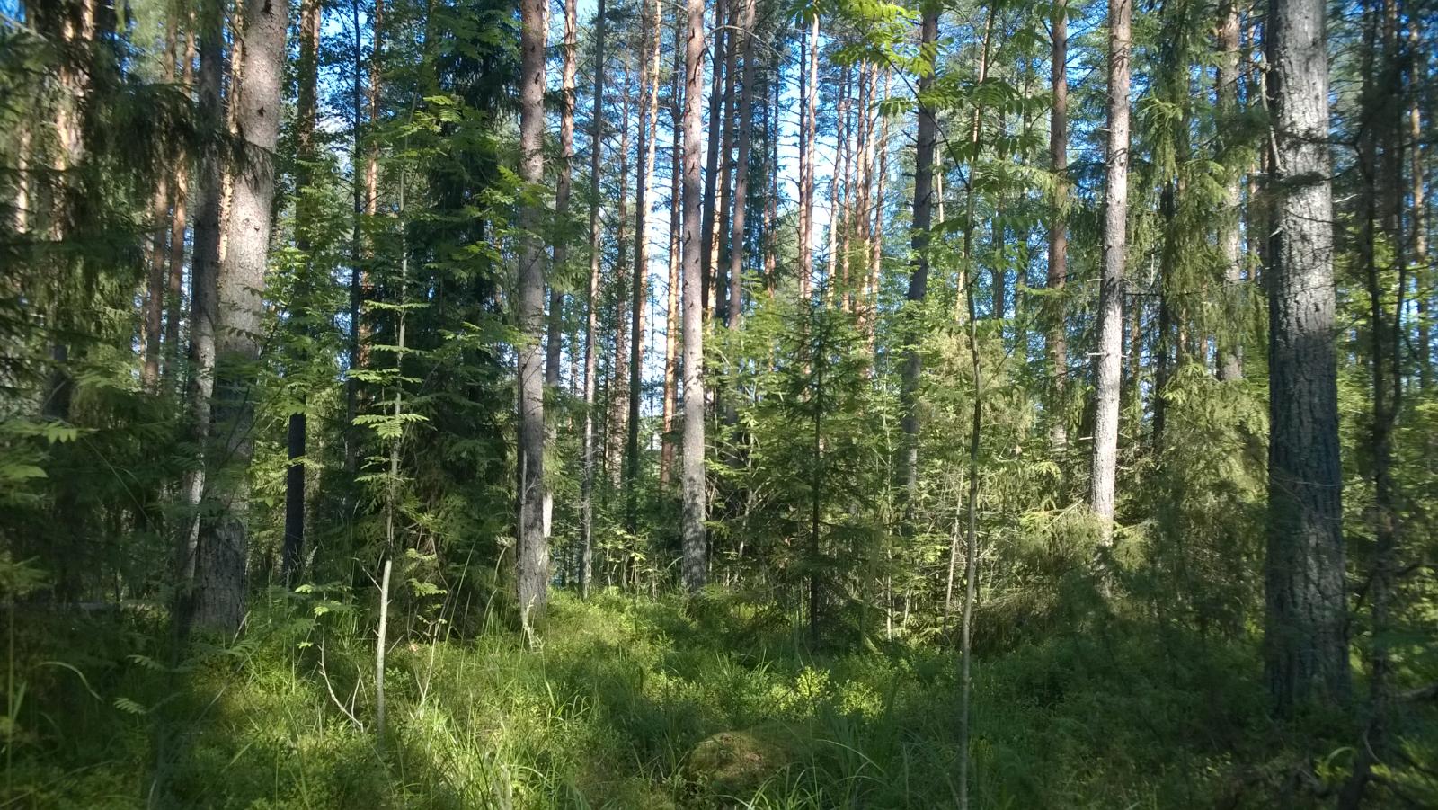 Kesäisen vehreässä sekametsässä kasvaa mäntyjä, kuusia ja pihlajia.