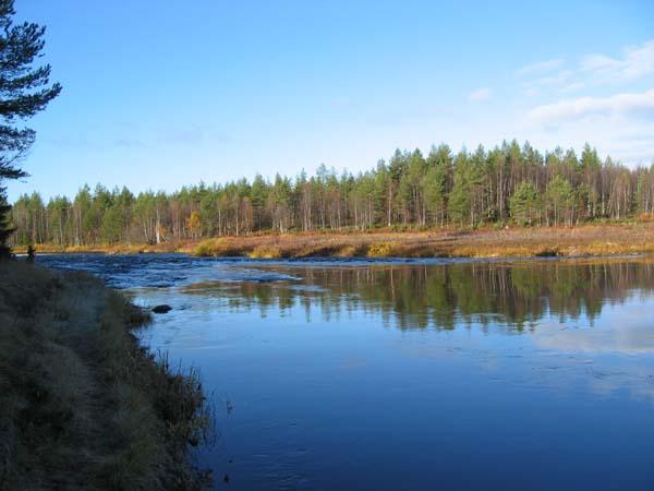 Jokea reunustava metsä ja lähes pilvetön taivas heijastuvat veteen.