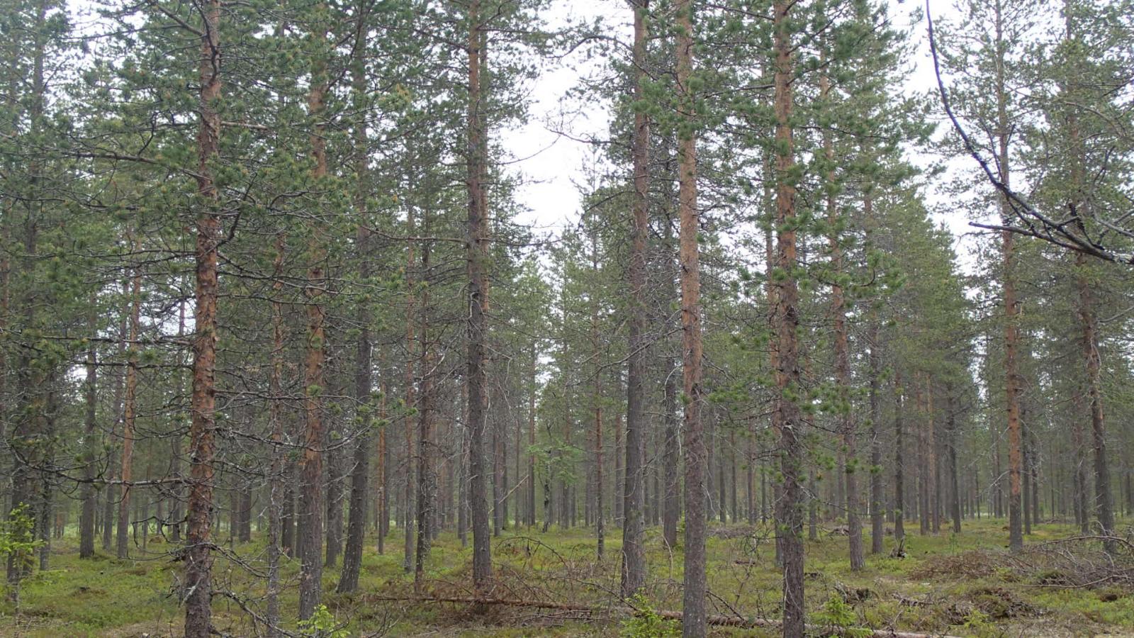 Kaatuneita puita mäntykankaalla.