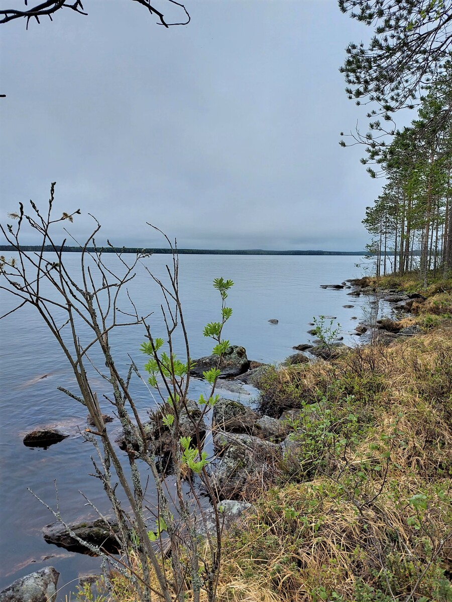 Kivikkoisessa rantaviivassa kasvavien mäntyjen ja pihlajien takana avautuu järvimaisema.