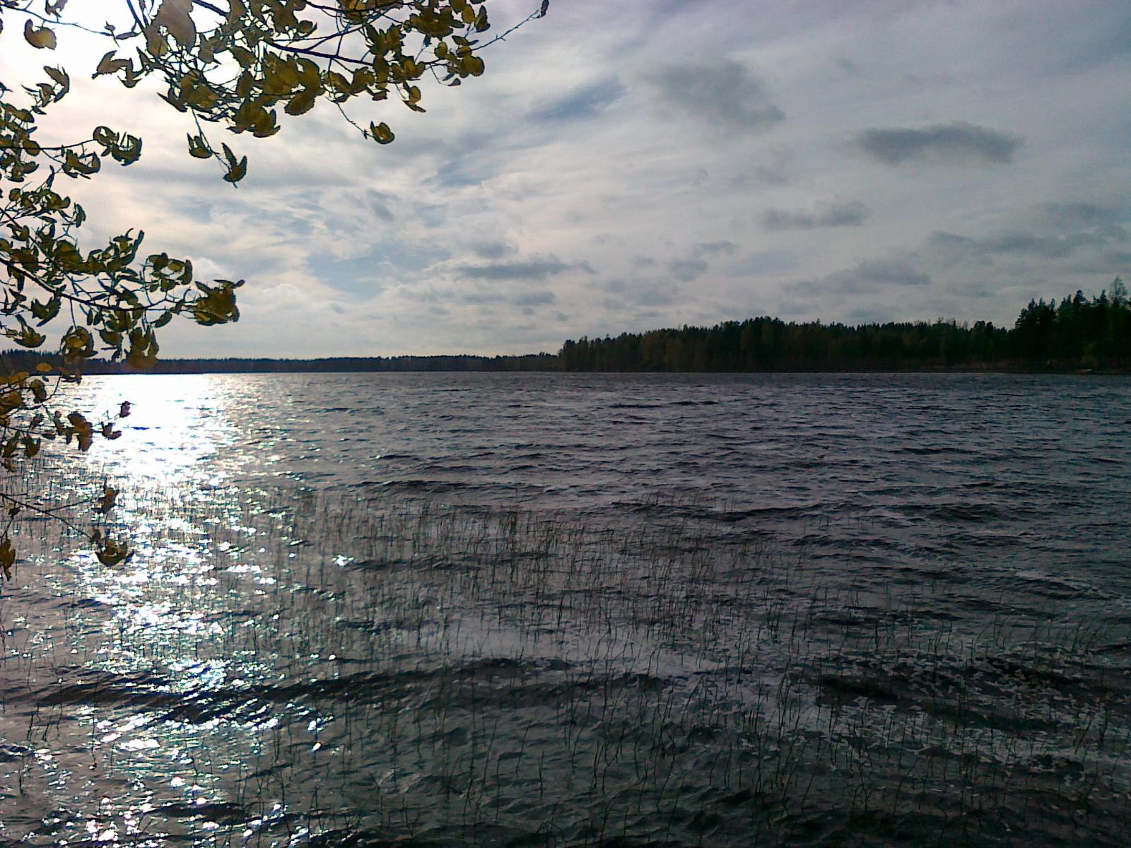 Puun oksat kaartuvat kohti laineilevaa järveä. Veden pinta kimmeltää auringonvalossa.
