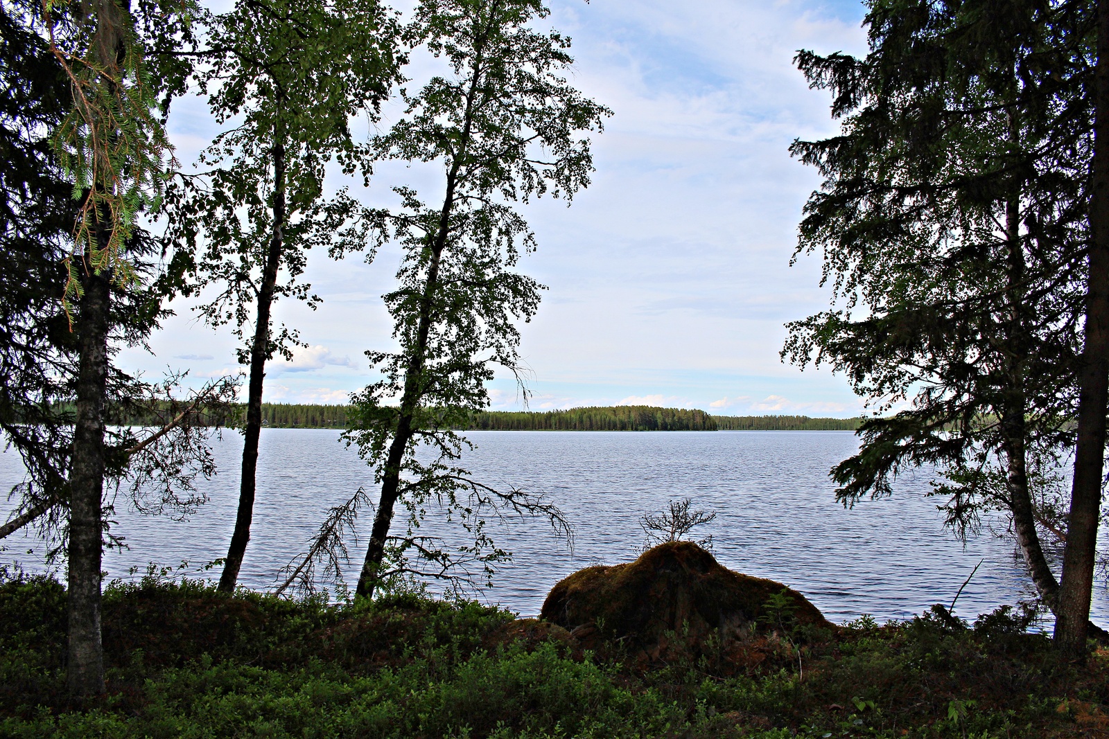 Rannassa väljästi kasvavien koivujen ja kuusten takana avautuu järvimaisema. Rannassa on kivi.