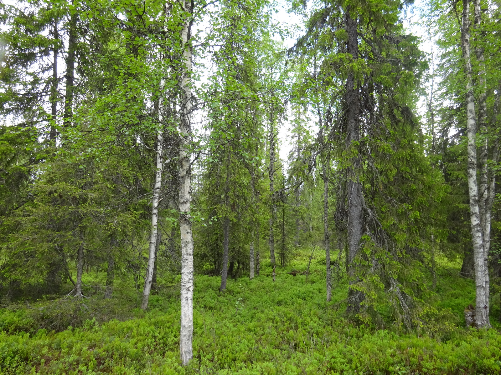 Vehreässä sekametsässä kasvaa koivuja ja kuusia. Aluskasvillisuutena on mustikanvarpuja.