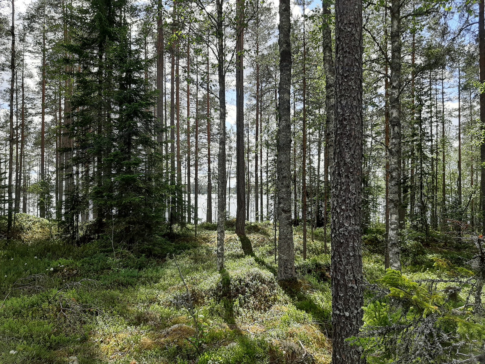 Kesäisen sekametsän takana avautuu järvimaisema. Suopursut kukkivat.