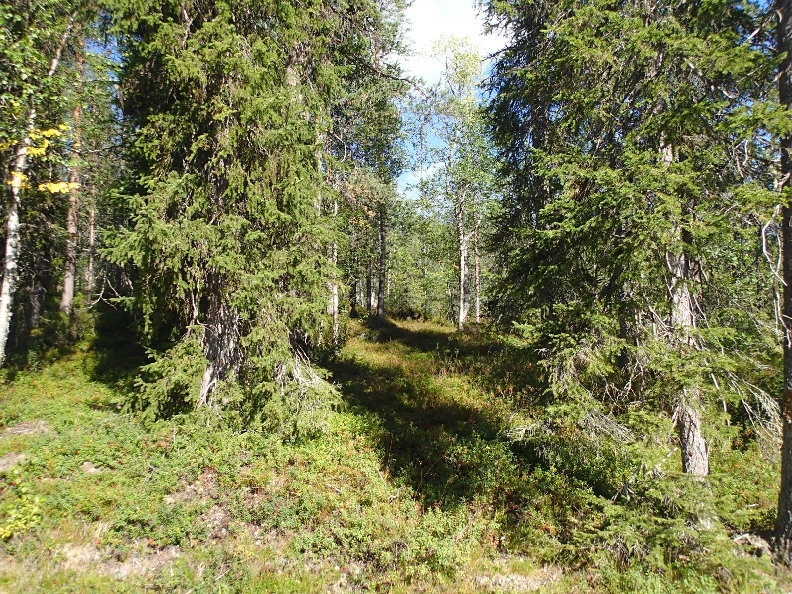 Aurinko kasvaa sekametsään, jossa kasvaa kuusia ja koivuja. Etualalla on puuton alue.