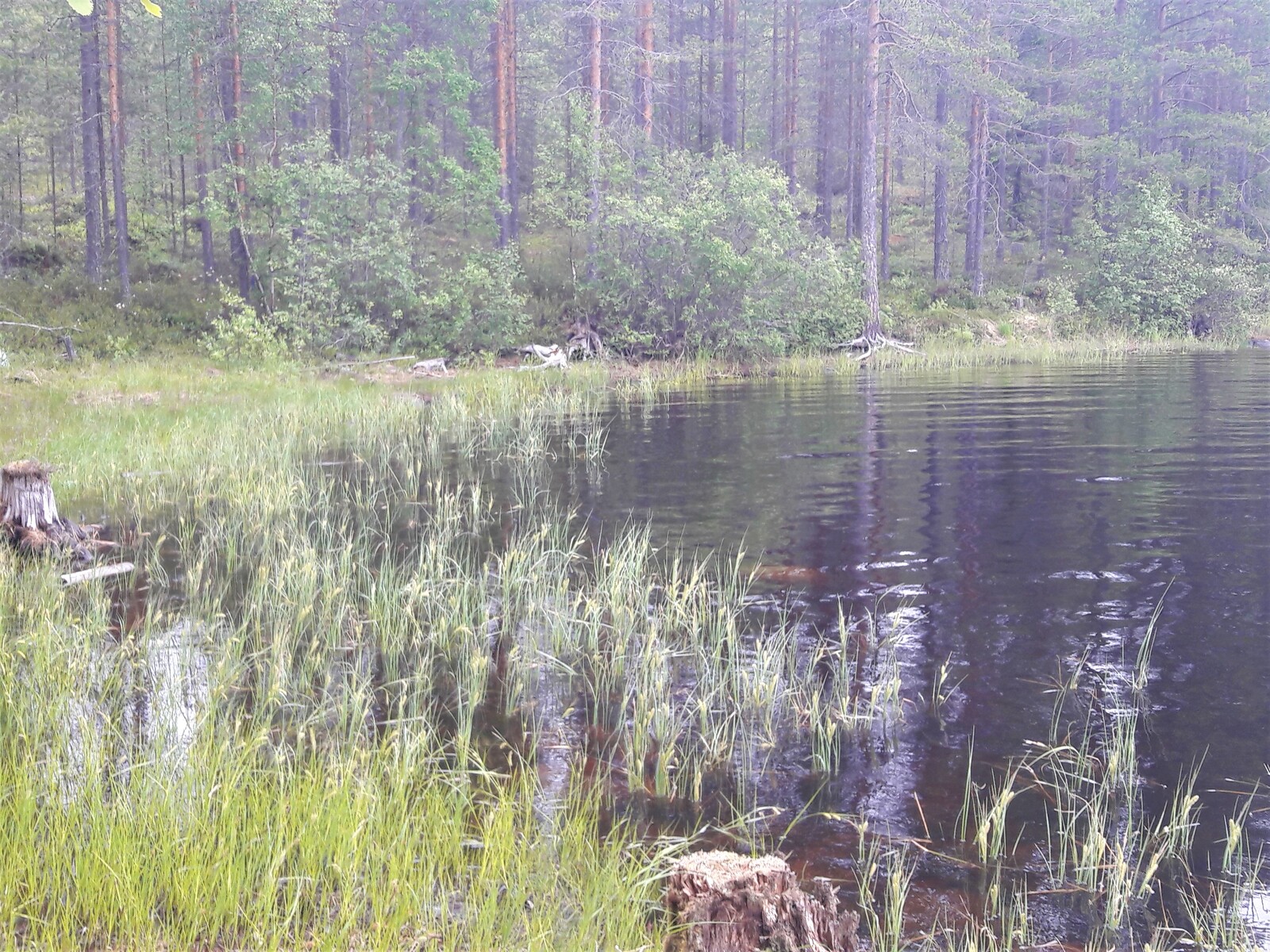 Vesikasveja järven poukamassa. Rannalta alkaa loivarinteinen kangasmetsä.