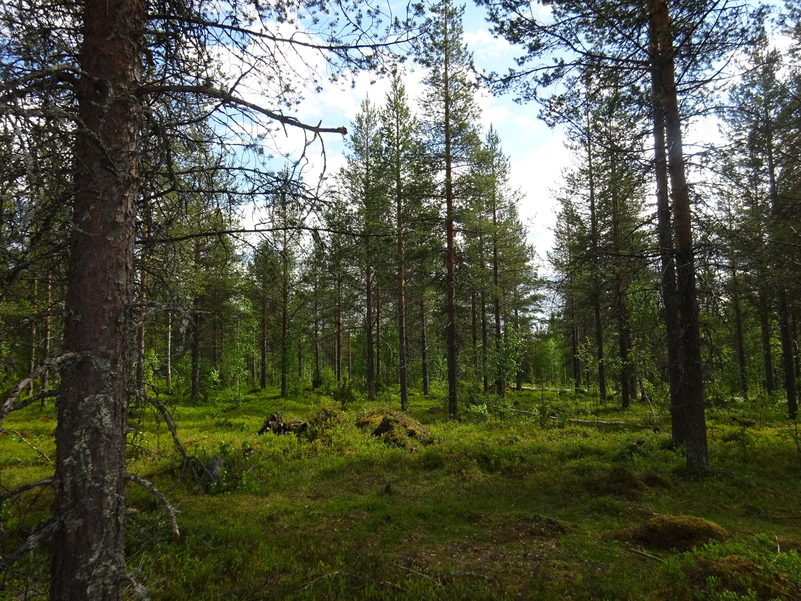 Kesäisessä sekametsässä kasvaa havupuita ja koivun taimia. Takaoikealla kulkee tie.