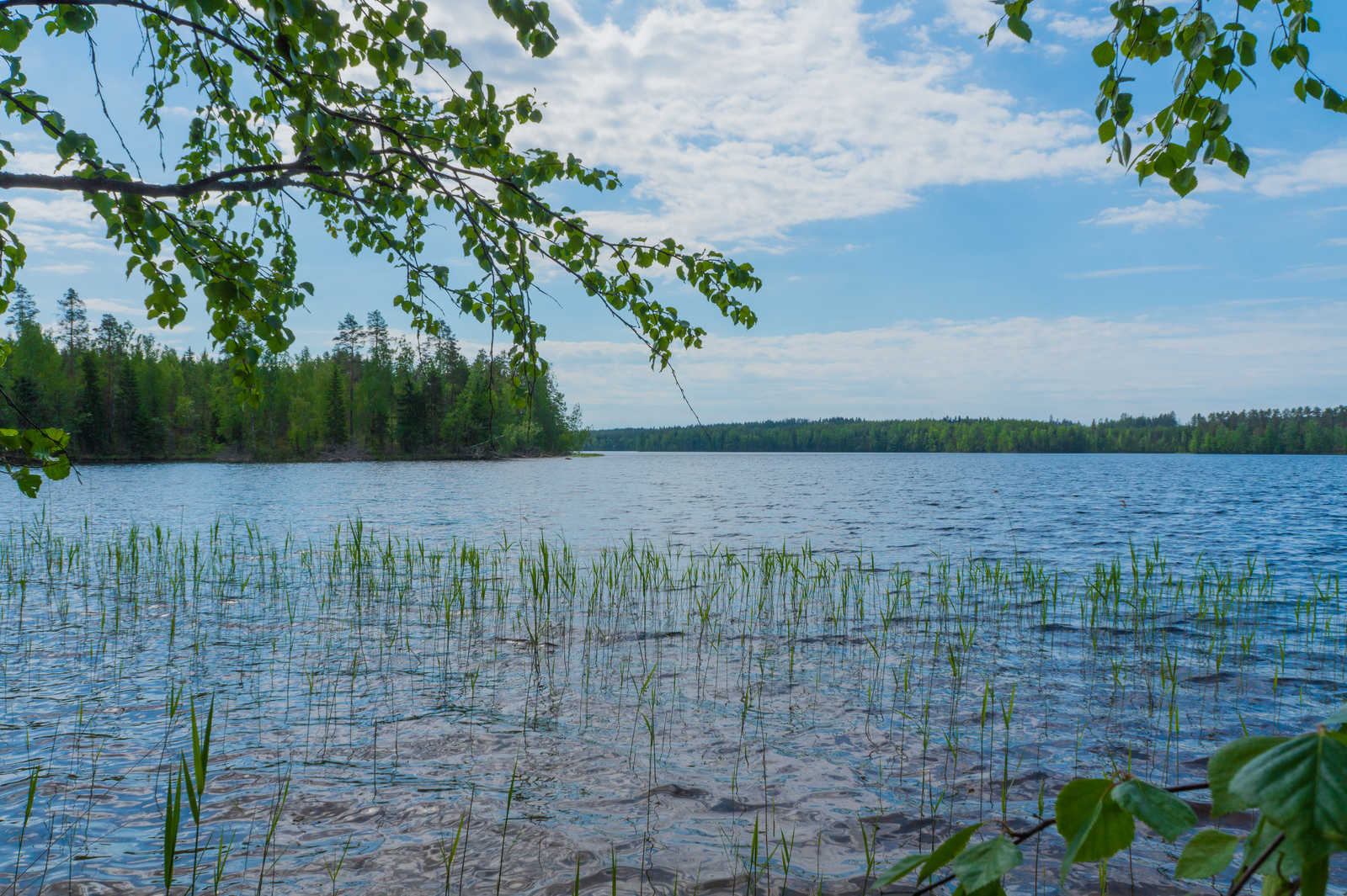 Koivun oksat kaartuvat kesäisen järvimaiseman yläpuolelle.