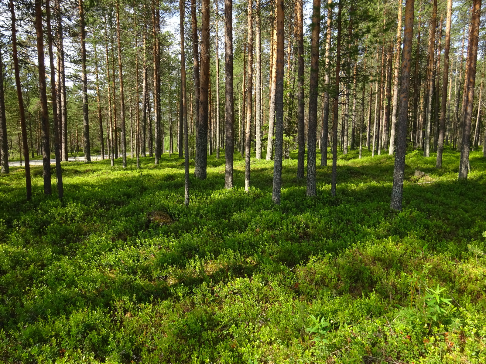 Aurinko paistaa kesäiselle mäntykankaalle.