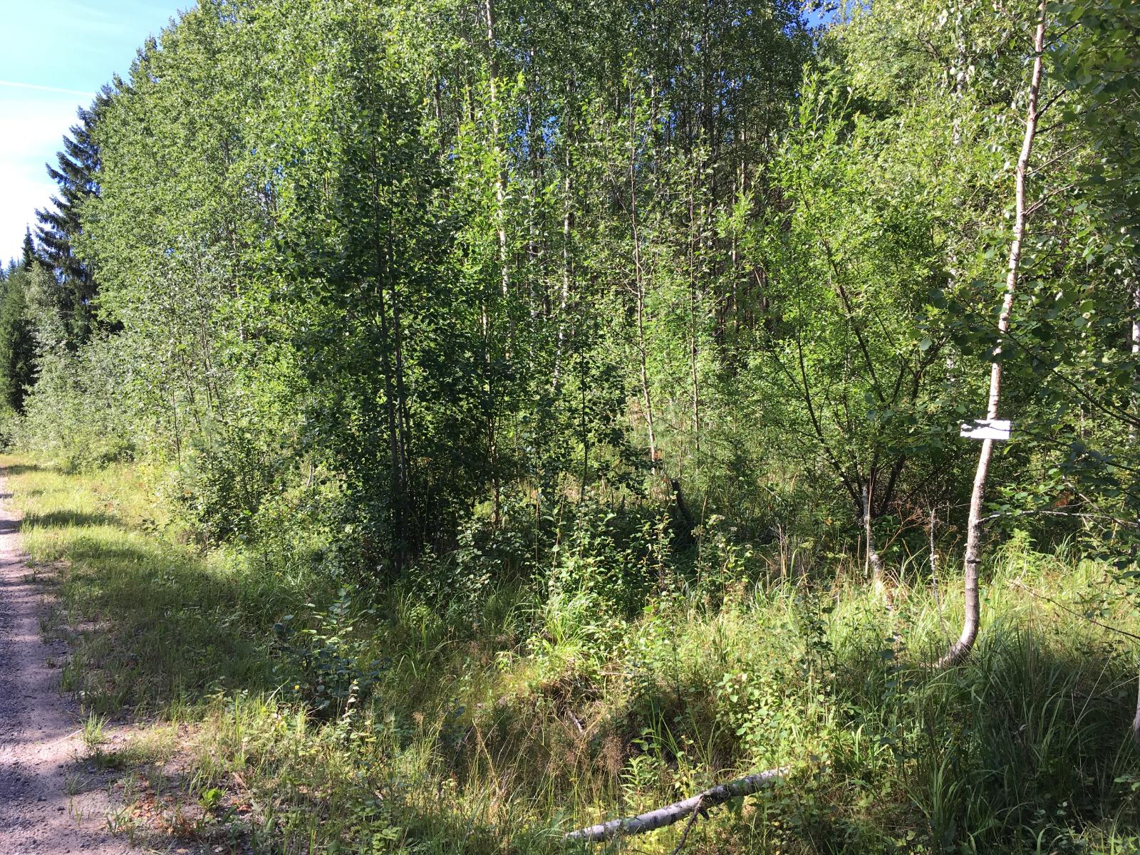 Vasemmalle jäävän tien reunalta alkaa tiheäkasvuinen, lehtipuuvaltainen metsä.