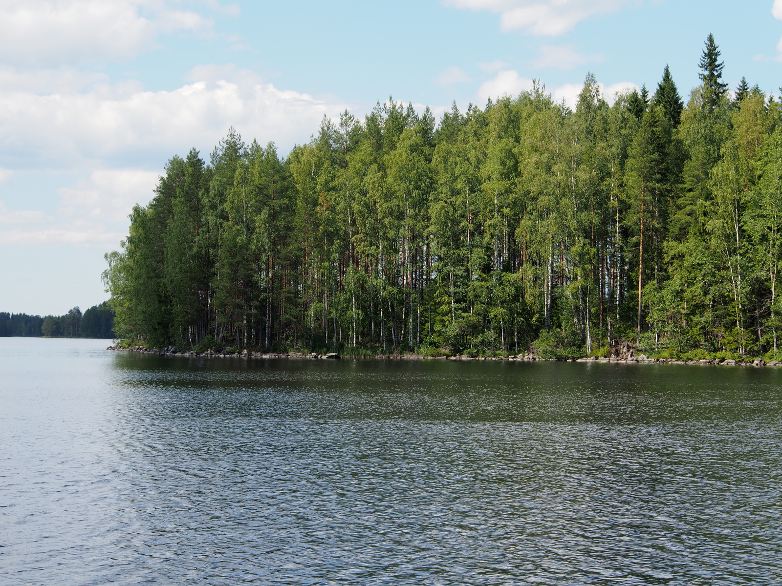 Järveltä avautuu maisema rannassa kasvavaan kesäiseen sekametsään.