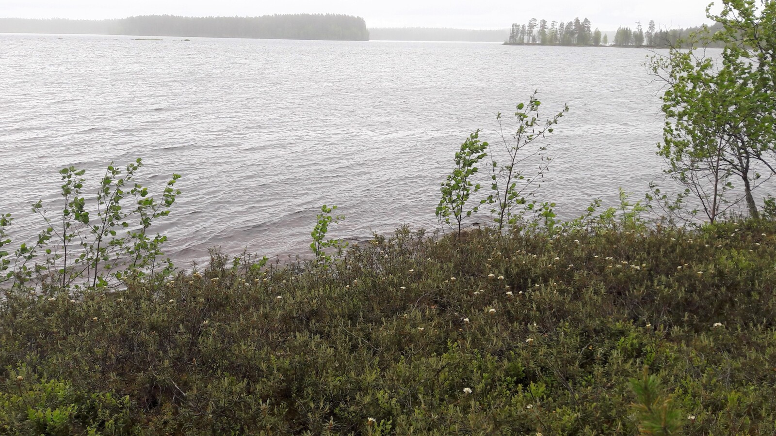 Rannasta avautuu järvimaisema. Etualalla suopursut kukkivat.