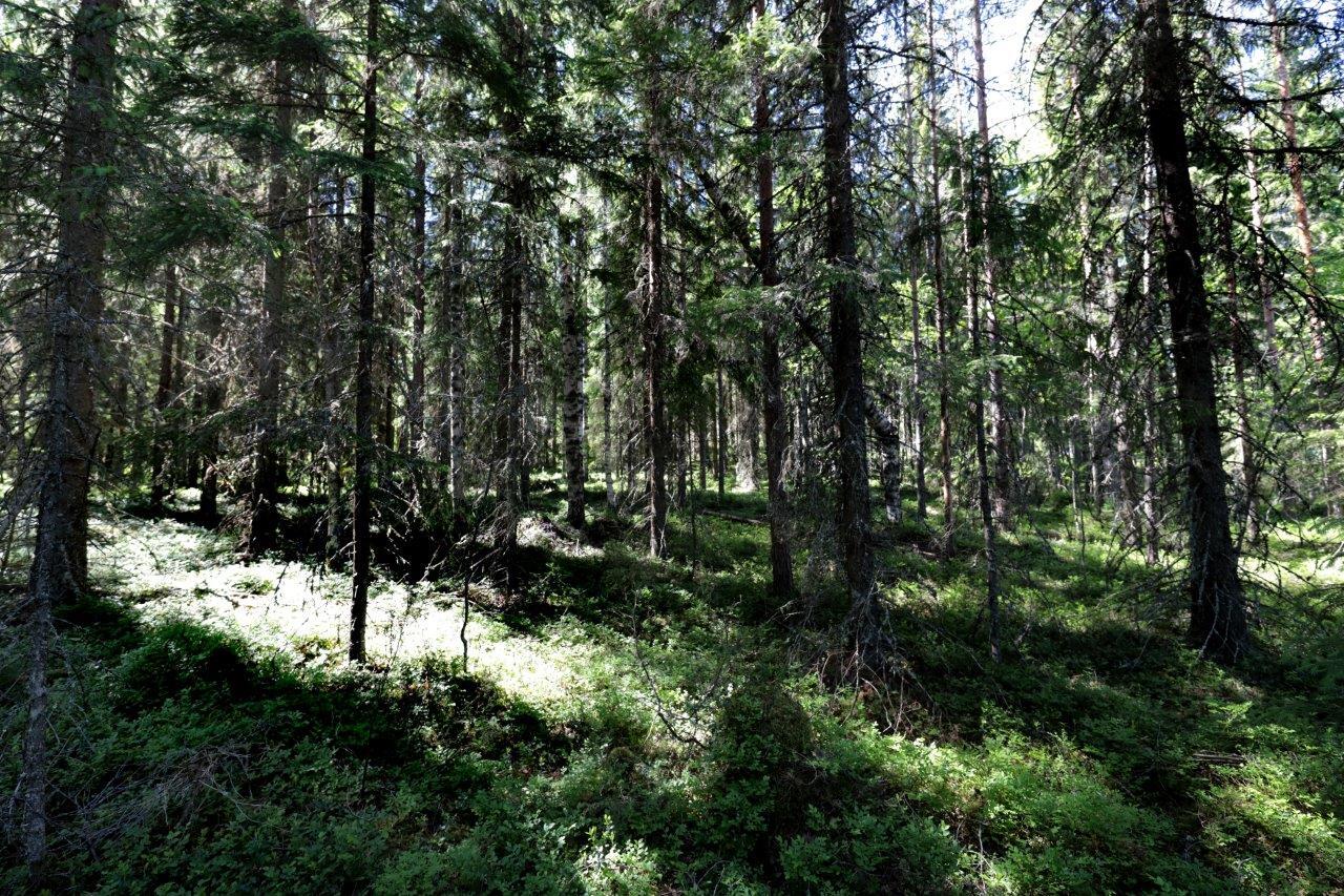 Aurinko paistaa tiheäkasvuiseen sekametsään.