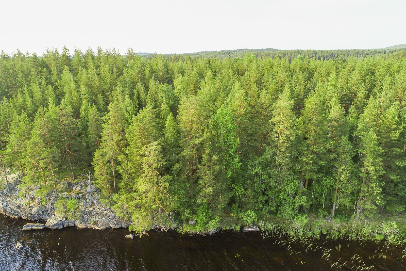 Kesäinen sekametsä alkaa saaren osin kallioisesta rantaviivasta. Ilmakuva.