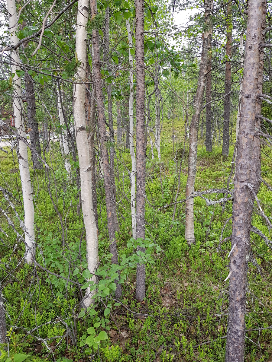 Kesäisessä sekametsässä kasvaa koivuja ja mäntyjä. Takavasemmalla on mökki ja tie.