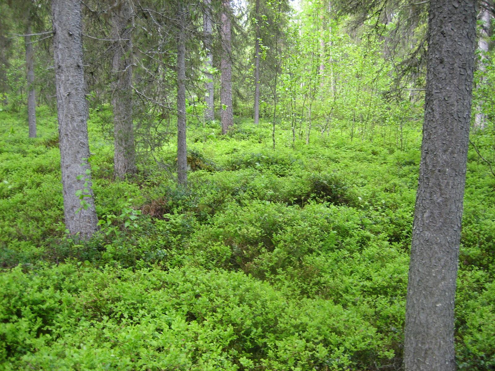 Kesäisessä sekametsässä kasvaa koivuja, kuusia ja mäntyjä.