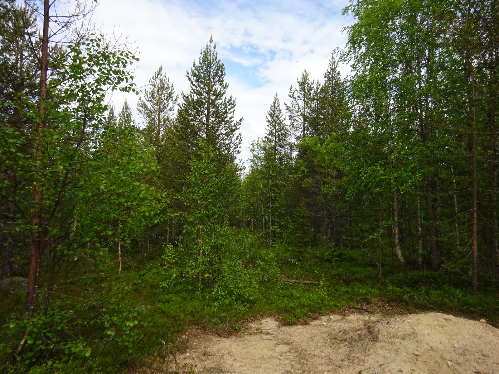 Kesäisessä sekametsässä kasvaa koivuja ja havupuita. Etualalla on tienpohja.