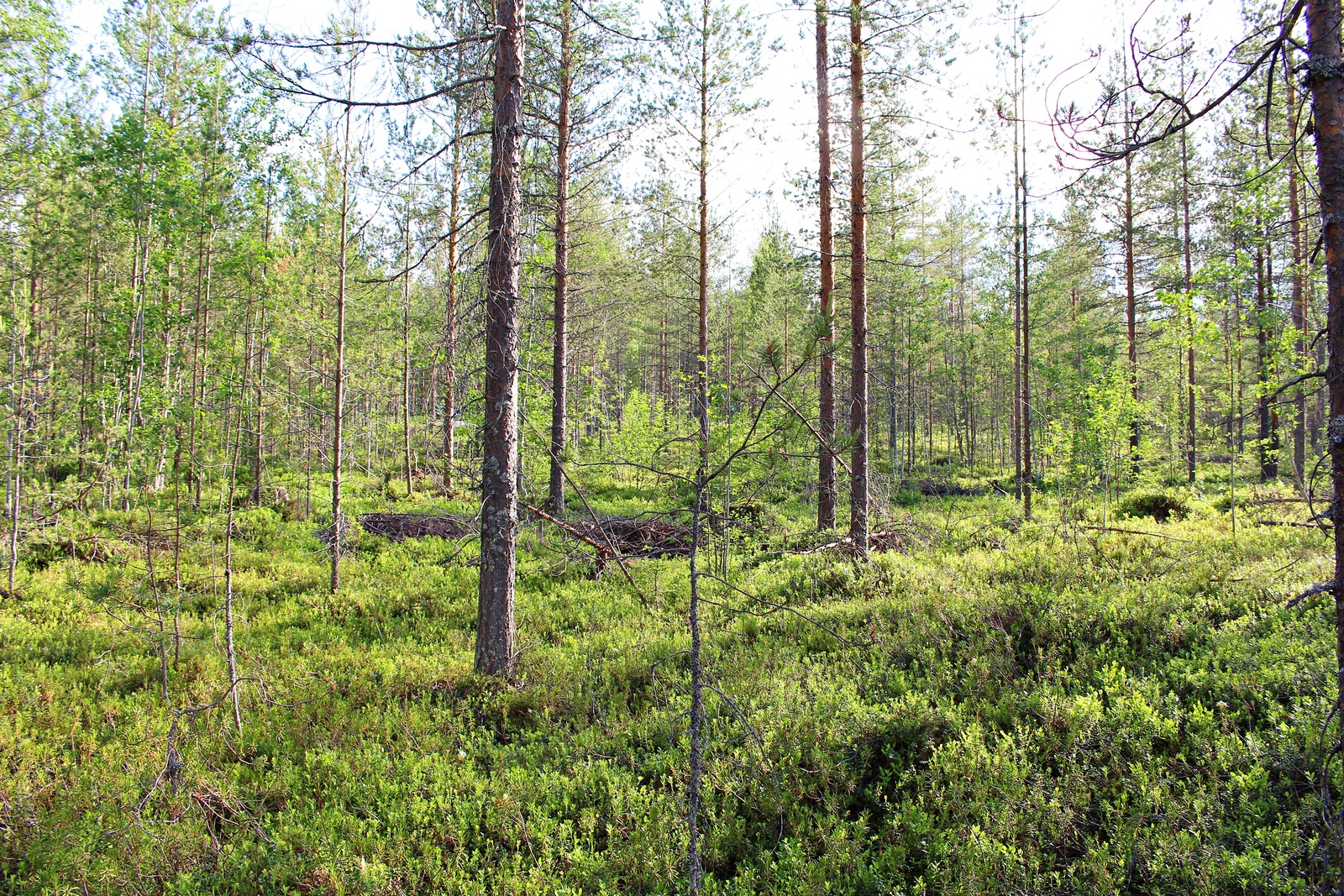 Kesäisessä mäntymetsässä kasvaa muutama lehtipuun taimi.