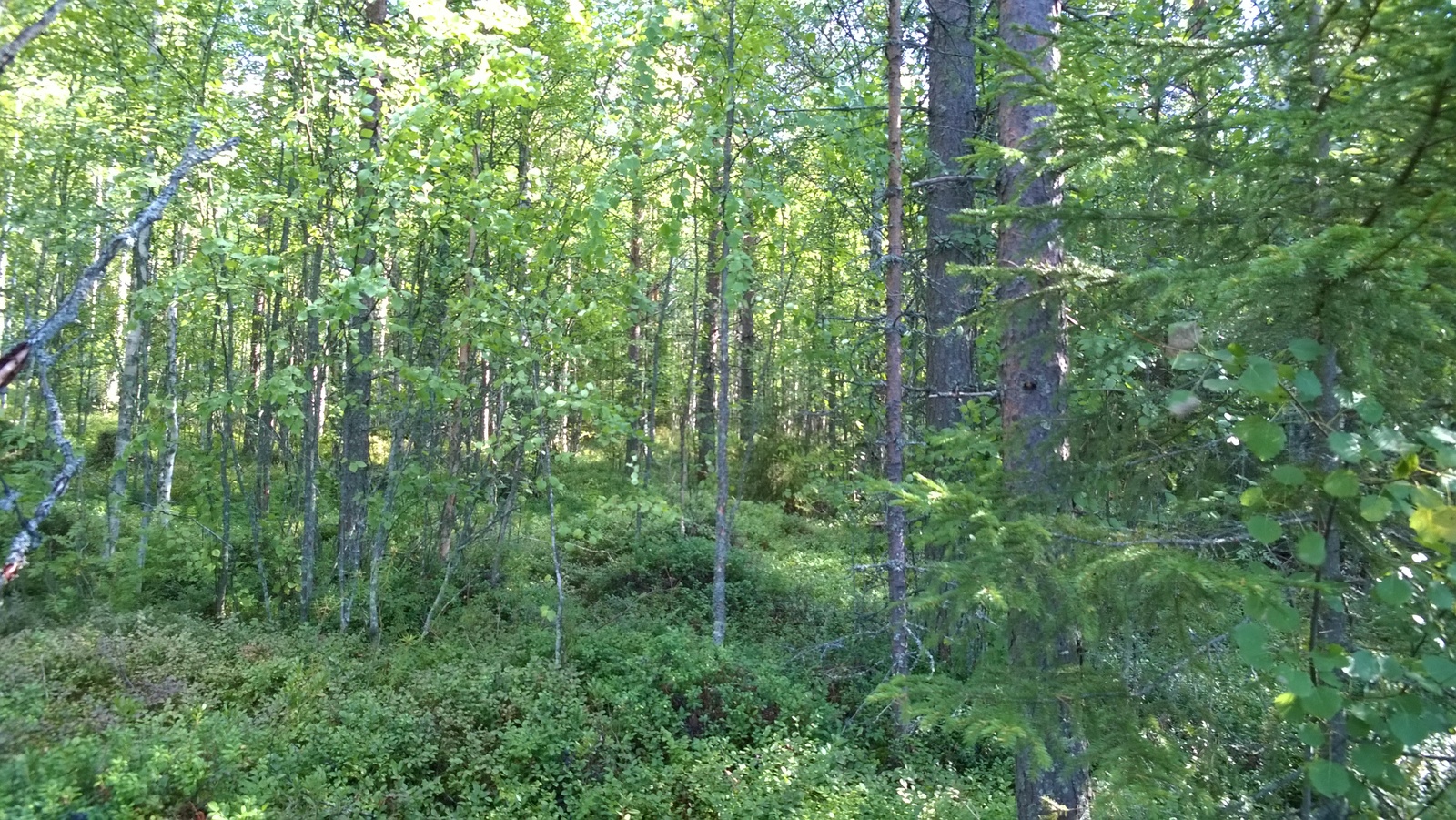 Kesäisessä sekametsässä kasvaa tiheästi mäntyjä, kuusia ja nuoria lehtipuita.